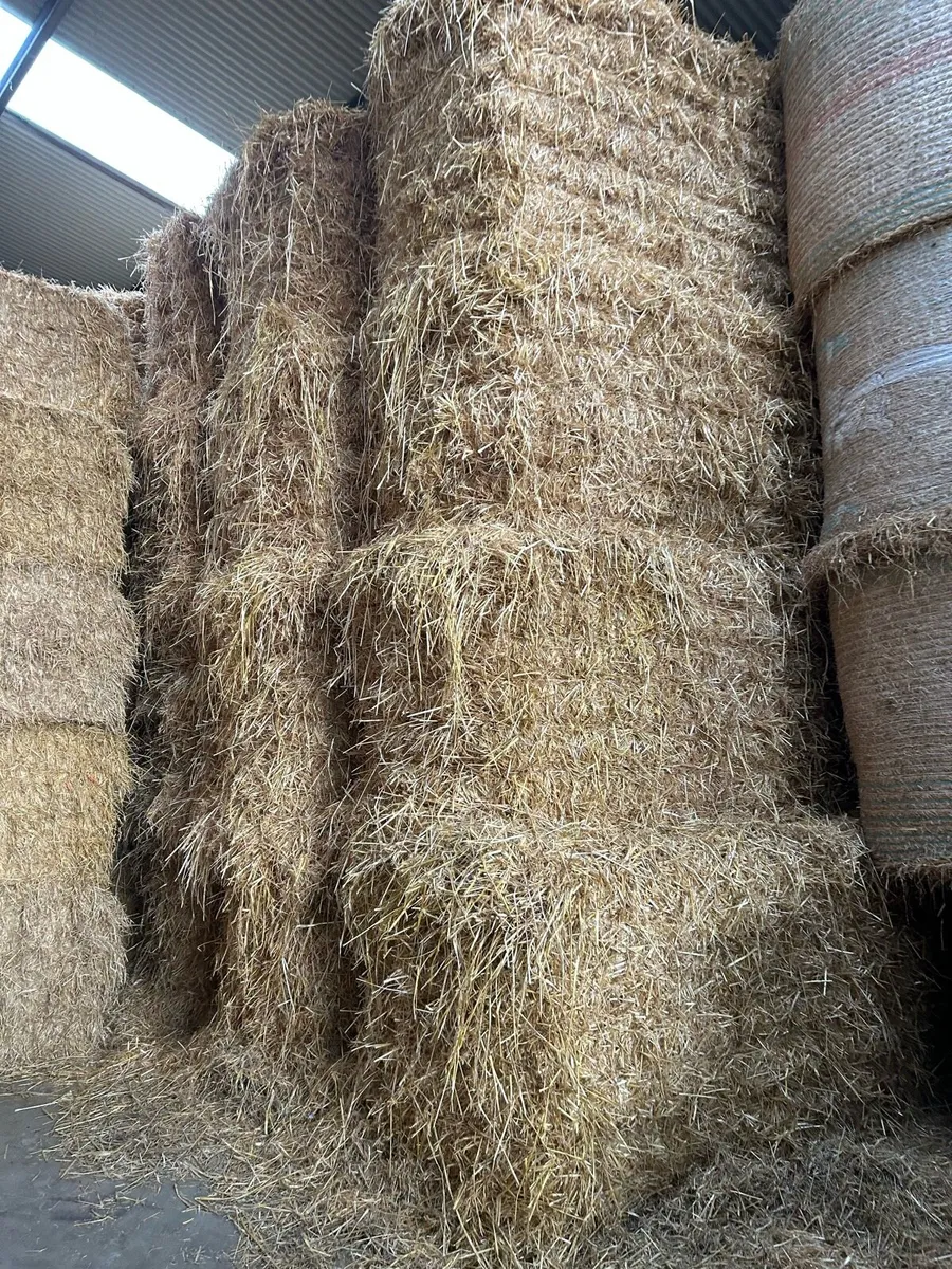 Chopped straw - Image 2