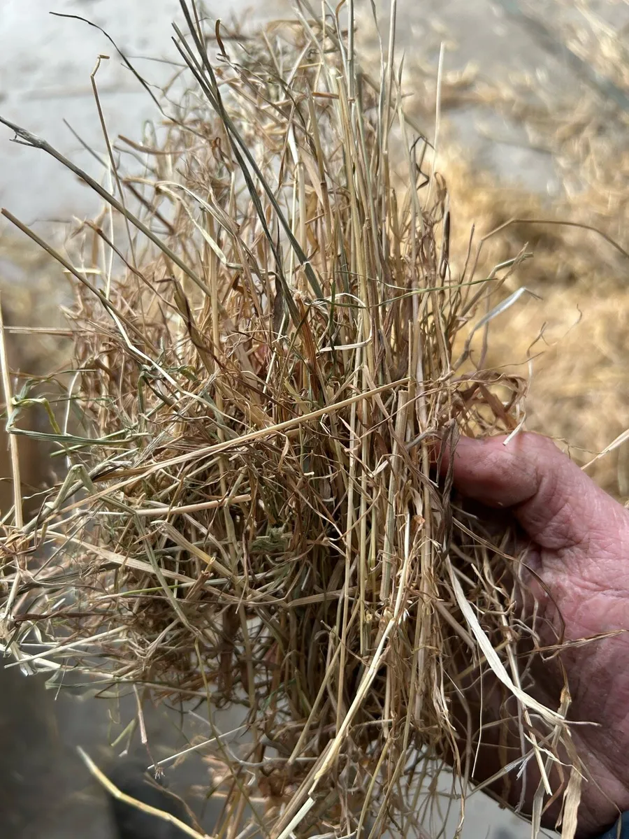 Chopped straw - Image 3