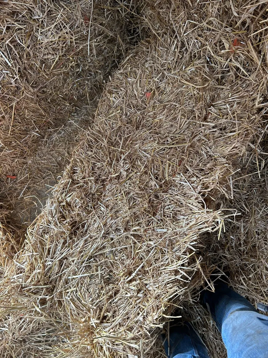 Chopped straw - Image 4