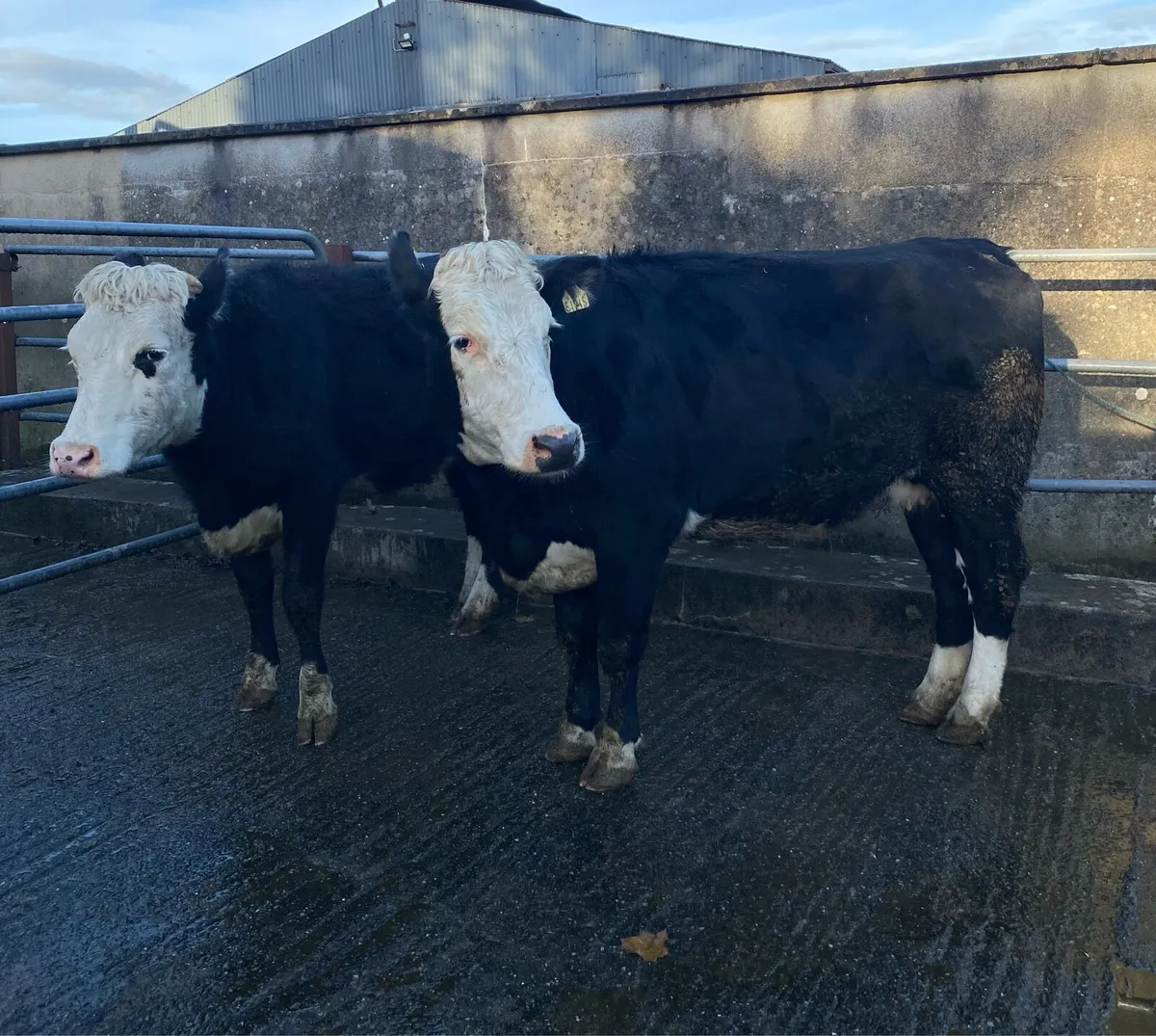 ⭐️2 Hereford First Calving Heifers⭐️ Star Rated - Image 1
