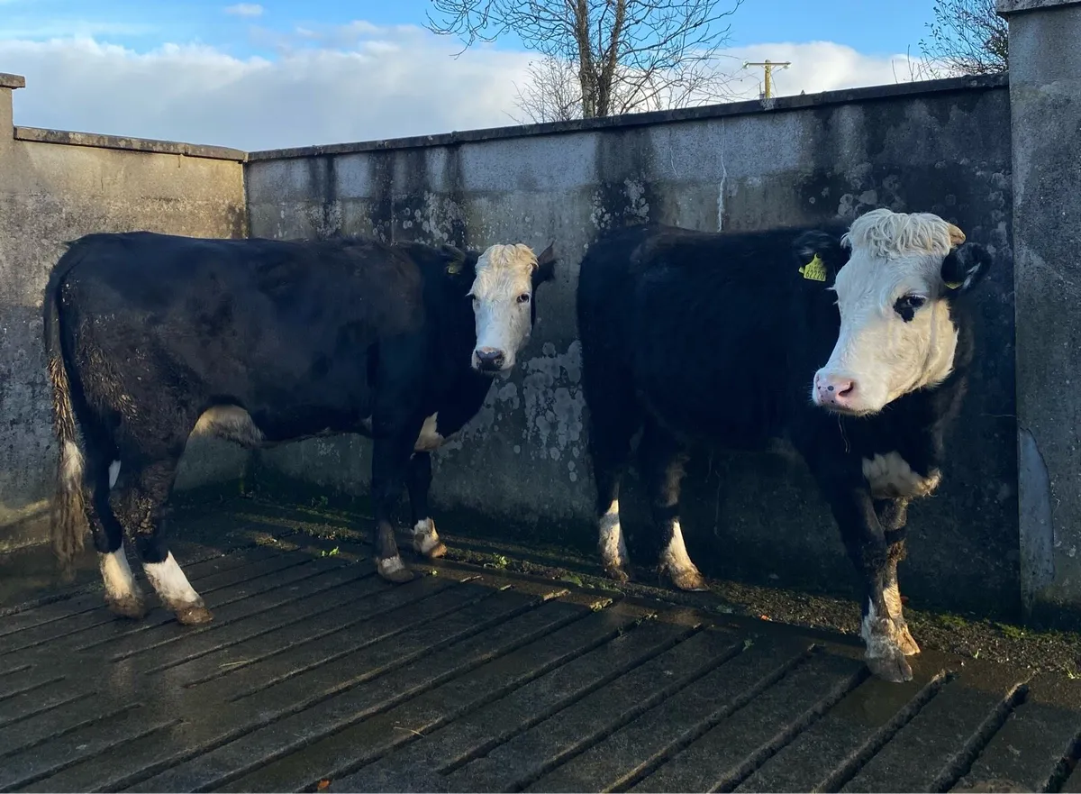 ⭐️2 Hereford First Calving Heifers⭐️ Star Rated - Image 2
