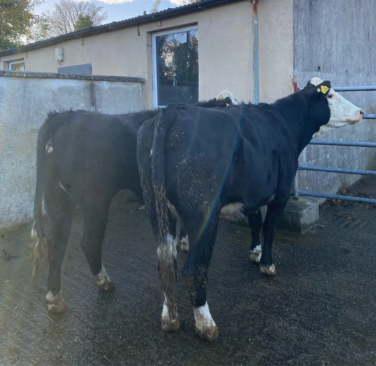 ⭐️2 Hereford First Calving Heifers⭐️ Star Rated - Image 3
