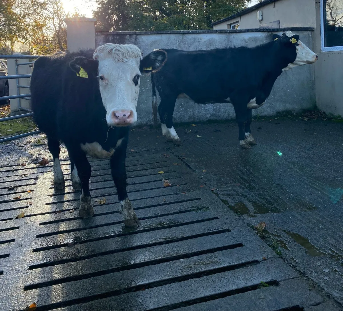 ⭐️2 Hereford First Calving Heifers⭐️ Star Rated - Image 4
