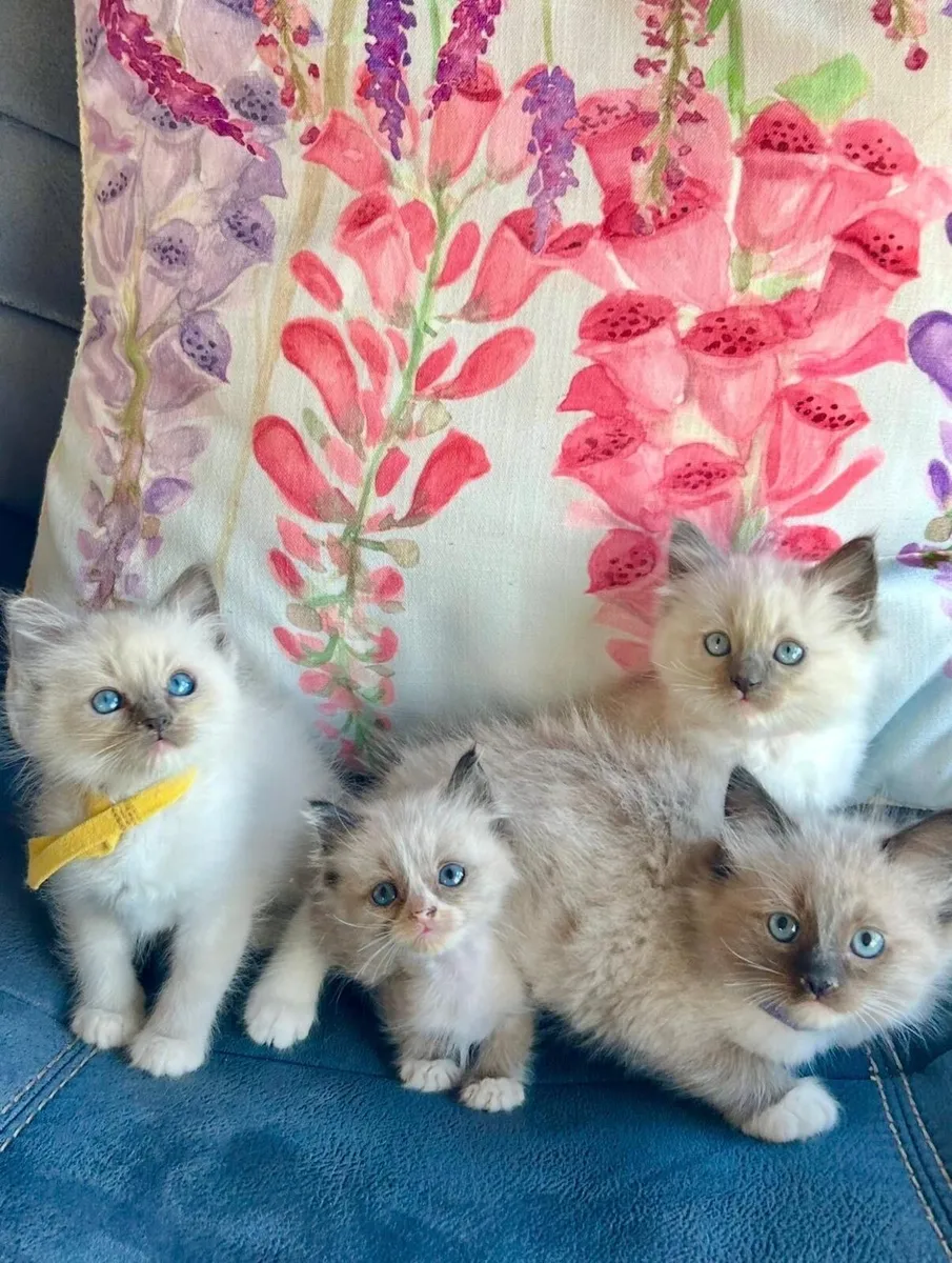 Adorable Ragdoll Kittens - Image 2