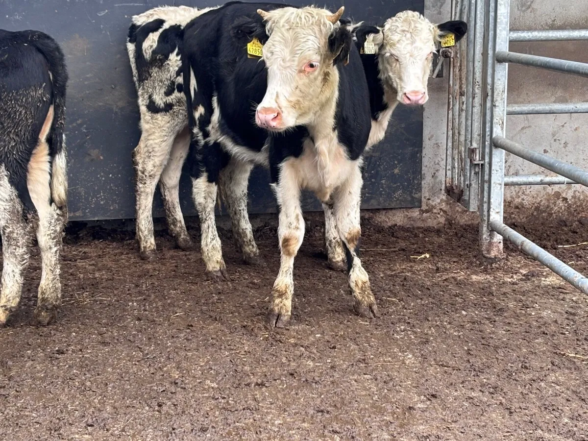 3 Hereford heifer Weanlings for sale - Image 2