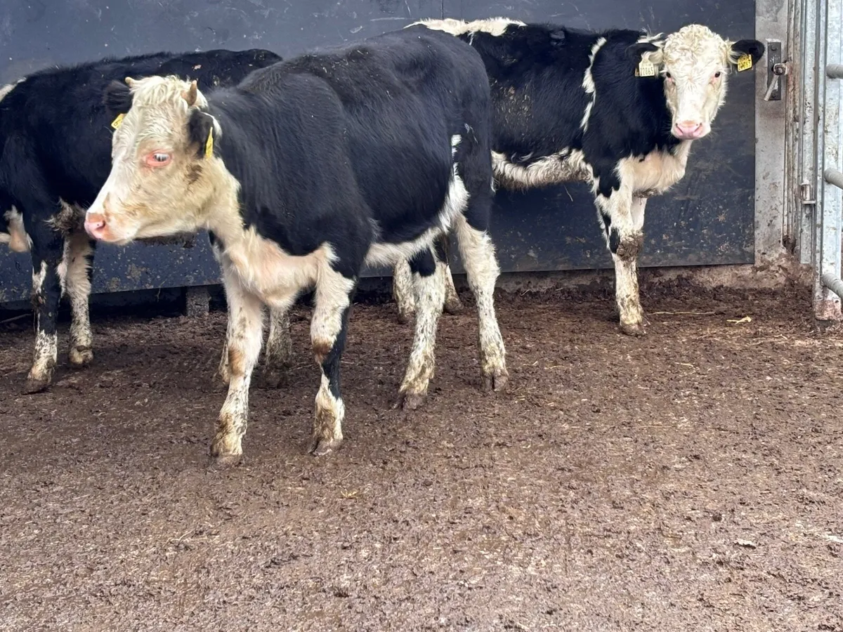 3 Hereford heifer Weanlings for sale - Image 1