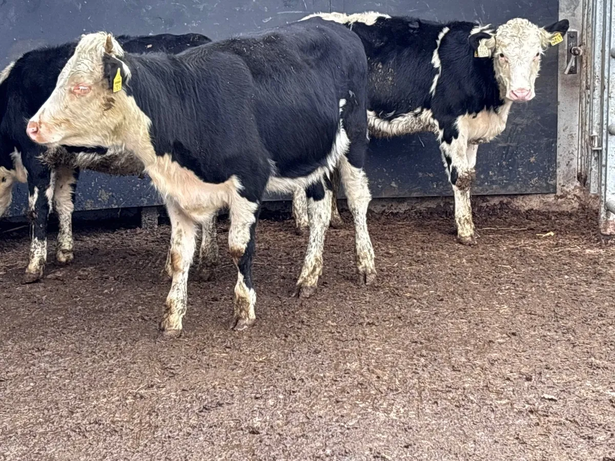 3 Hereford heifer Weanlings for sale - Image 3