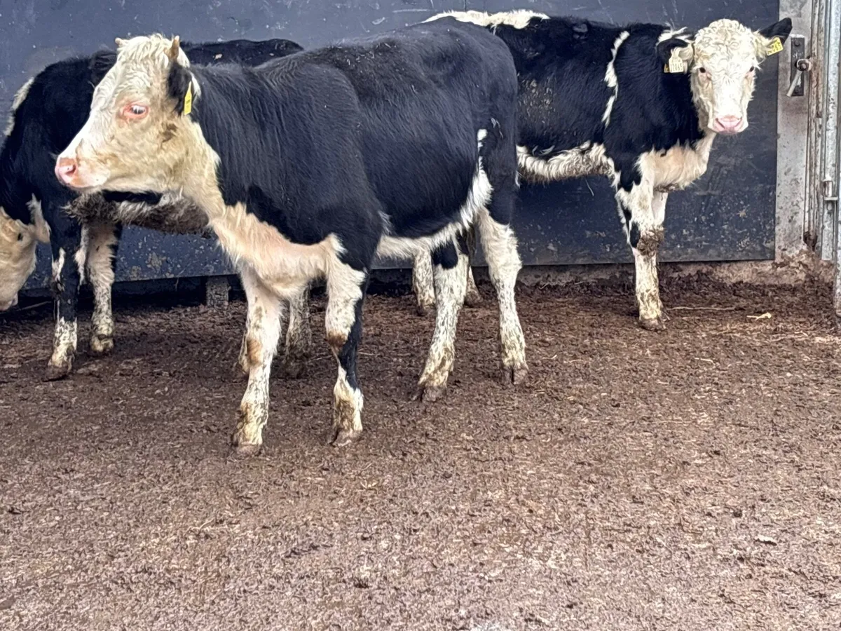 3 Hereford heifer Weanlings for sale - Image 4