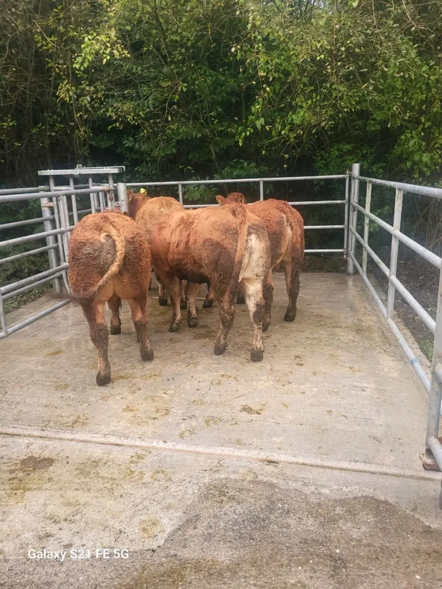 PBR Limousin Bulls - Image 1