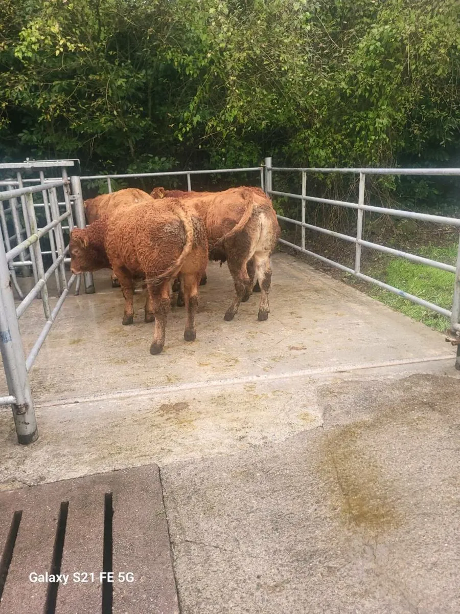 PBR Limousin Bulls - Image 2