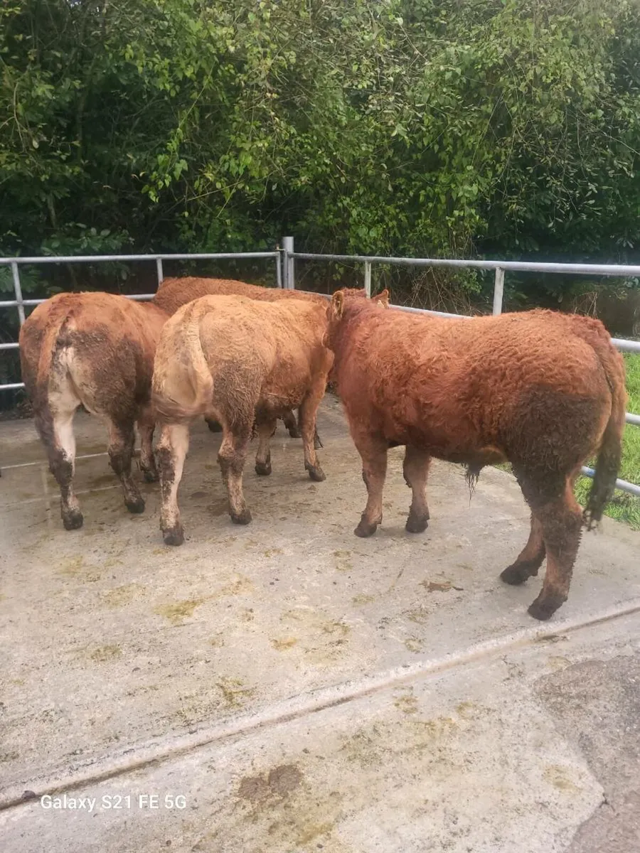 PBR Limousin Bulls - Image 3