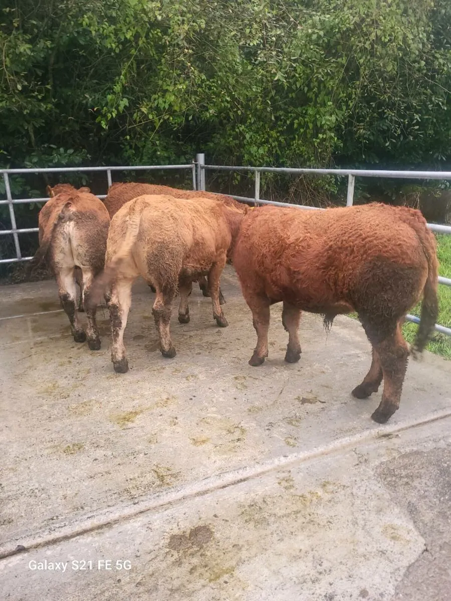 PBR Limousin Bulls - Image 4