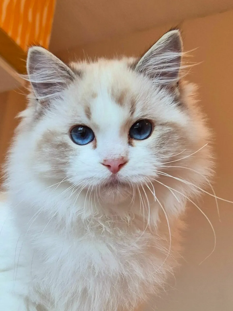 Ragdoll female kitten gccf - Image 2