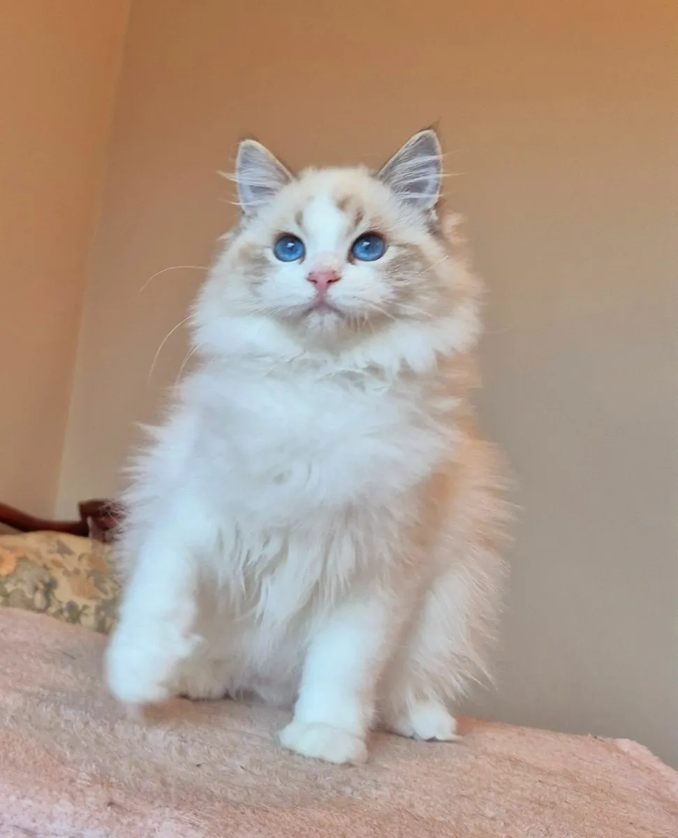 Ragdoll female kitten gccf - Image 3