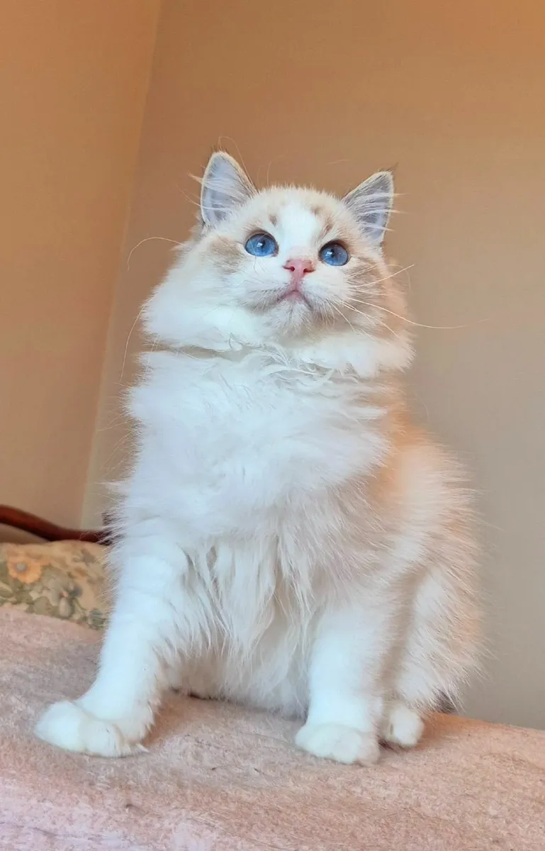 Ragdoll female kitten gccf - Image 4
