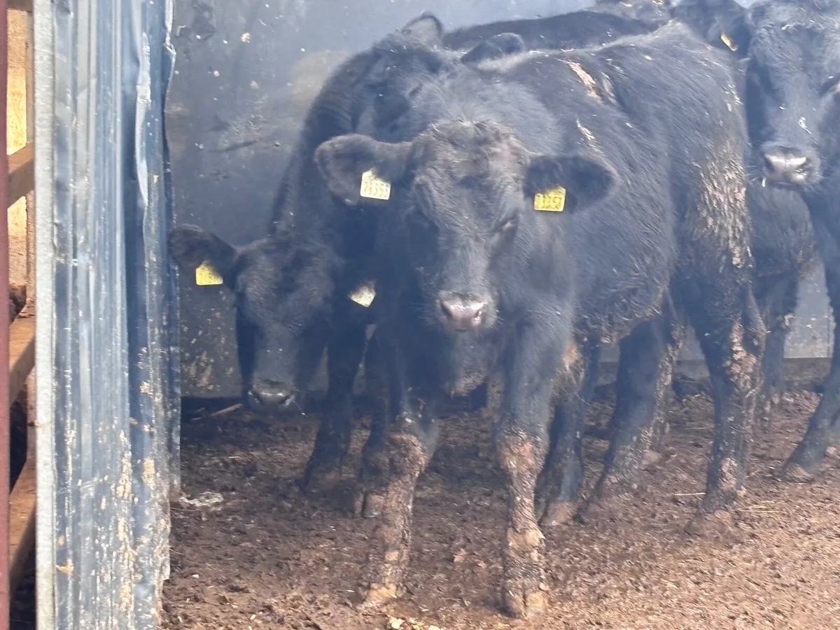 9 Aberdeen Angus bull Weanlings for sale - Image 2