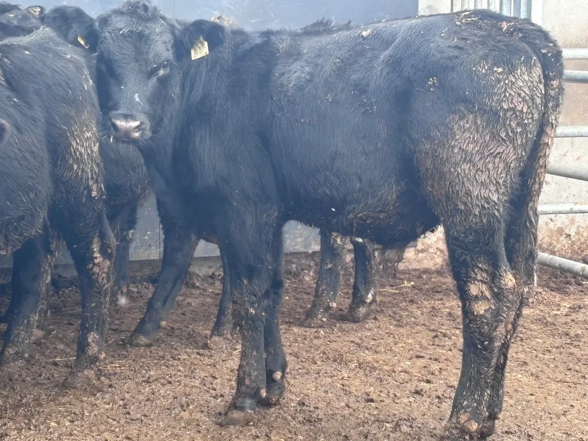 9 Aberdeen Angus bull Weanlings for sale - Image 1