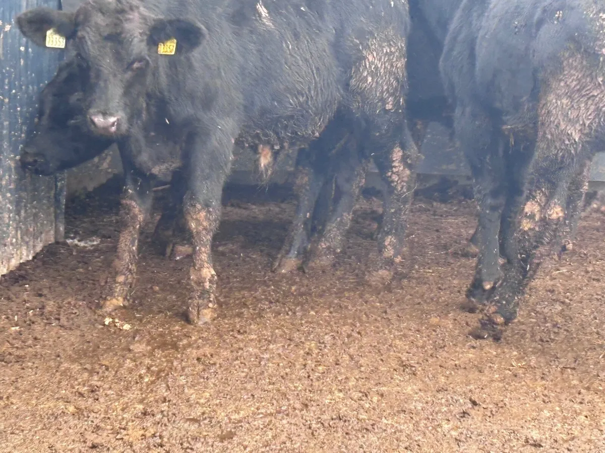9 Aberdeen Angus bull Weanlings for sale - Image 3