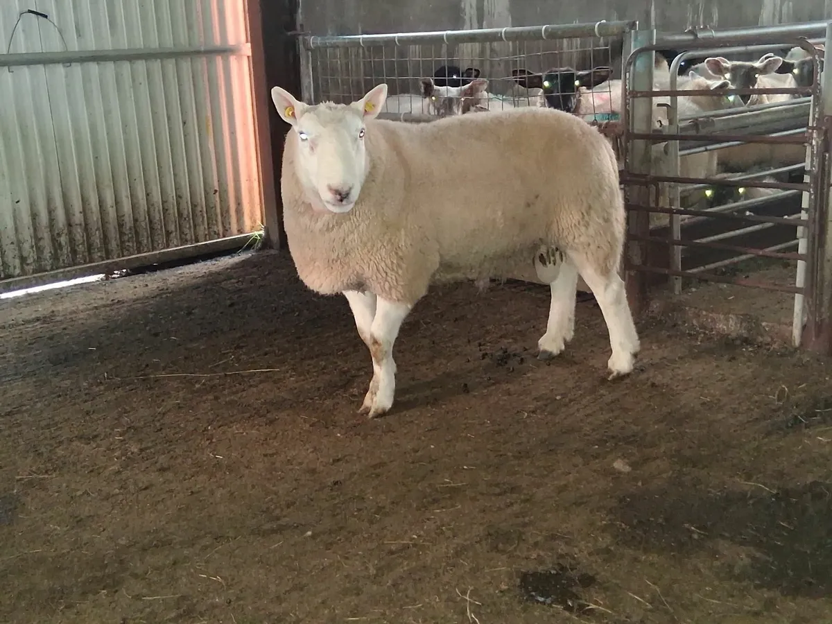 Cheviot Hogget ram - Image 1