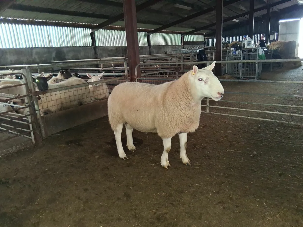 Cheviot Hogget ram - Image 2