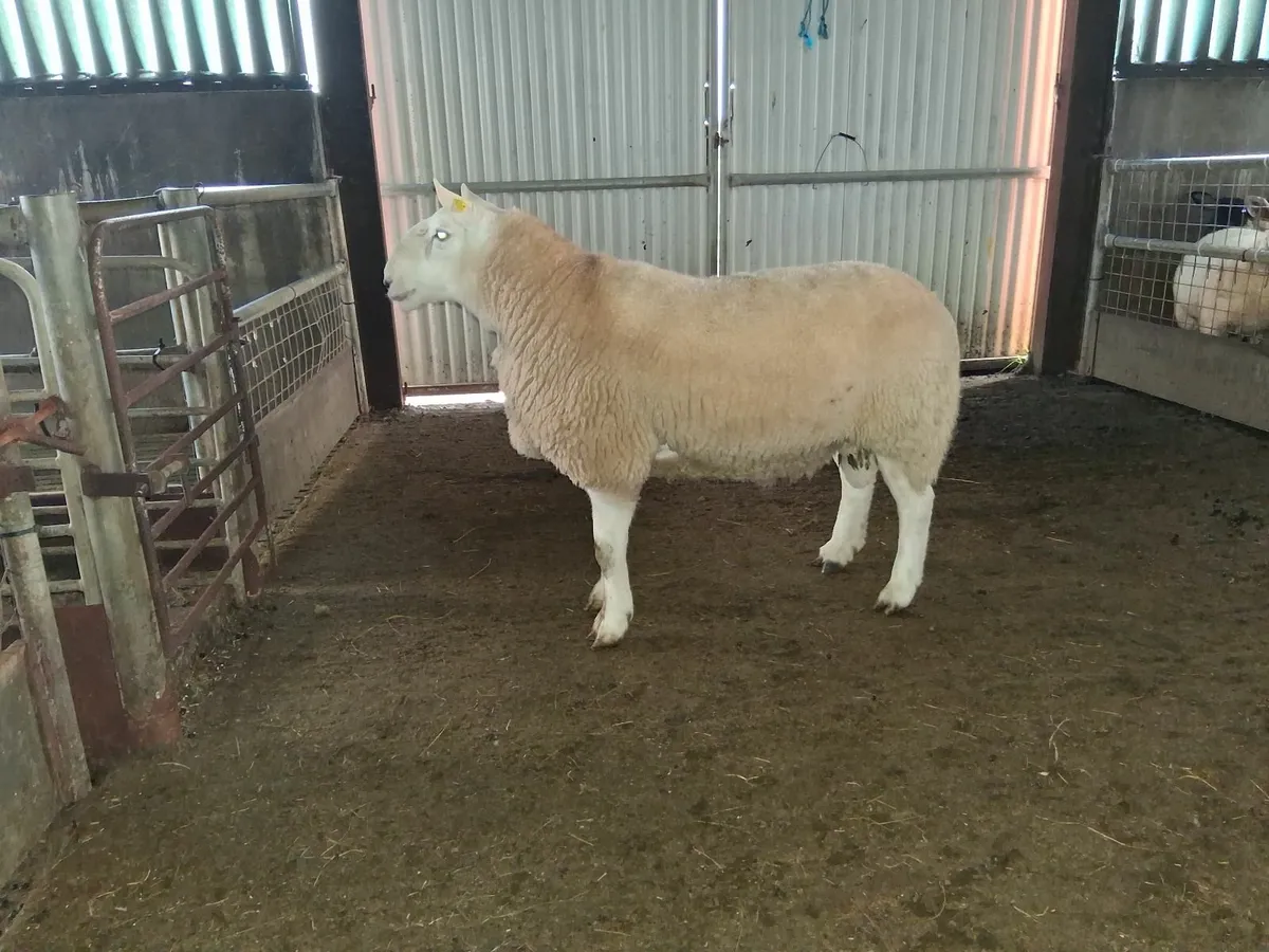 Cheviot Hogget ram - Image 3