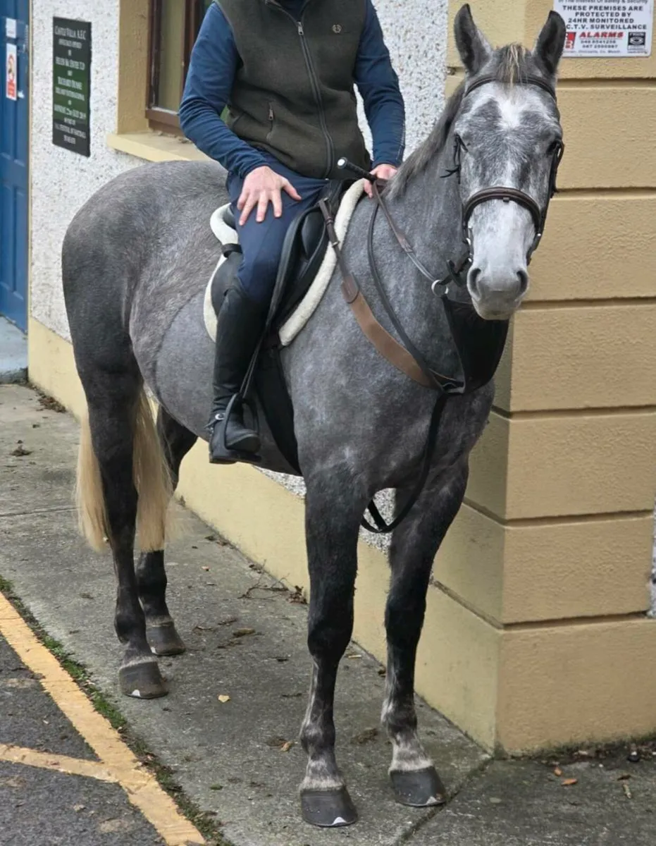 🌟 4 year old Irish Sport Horse Gelding - Image 1