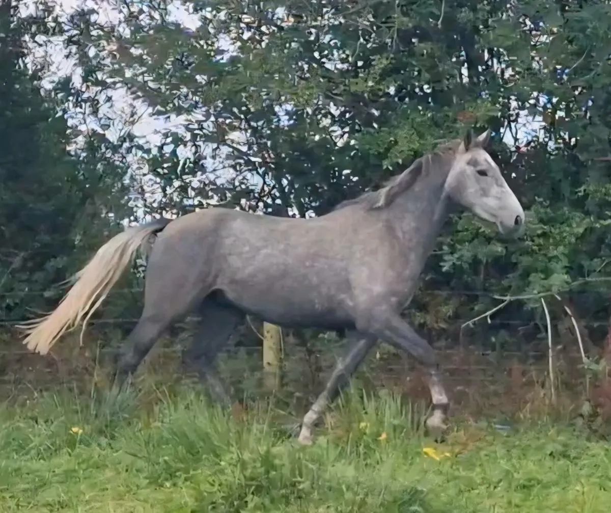 🌟 4 year old Irish Sport Horse Gelding - Image 2