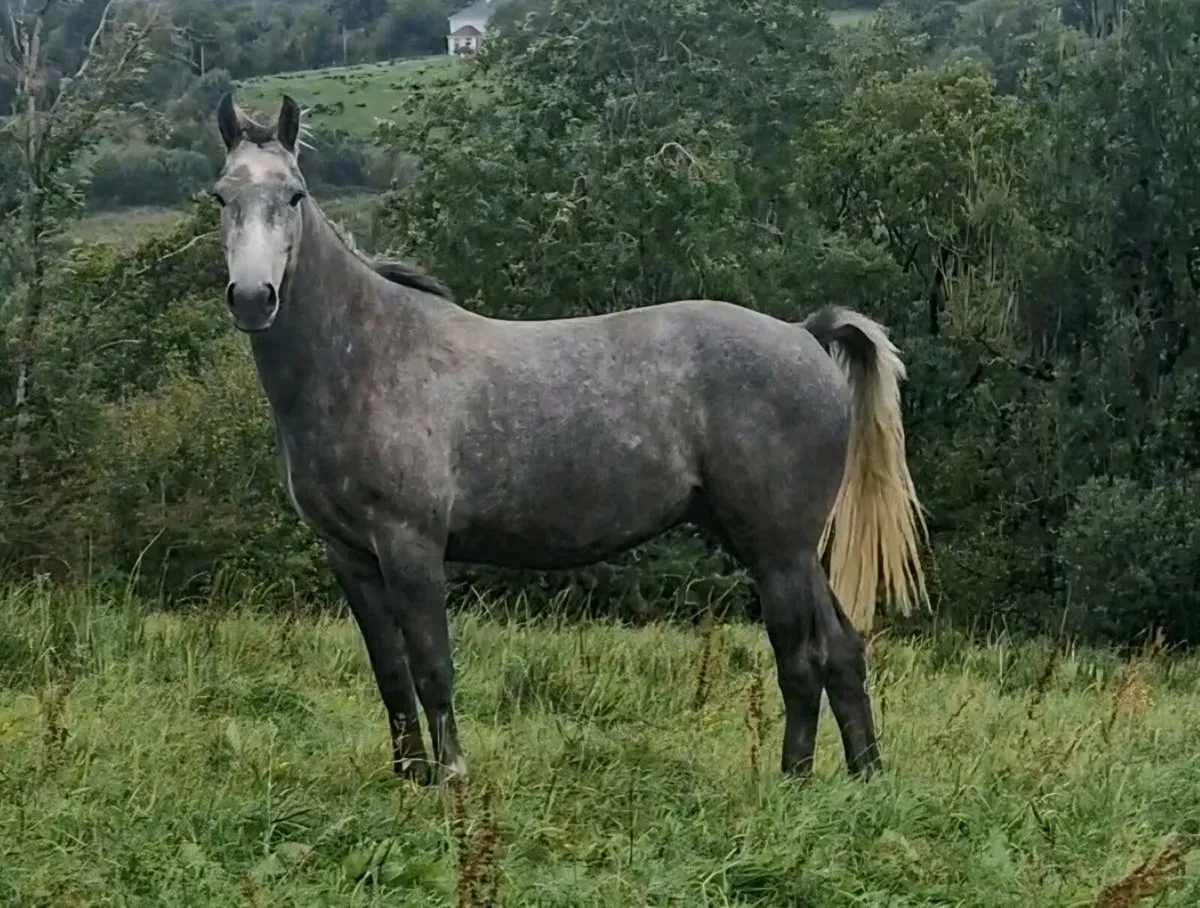 🌟 4 year old Irish Sport Horse Gelding - Image 3