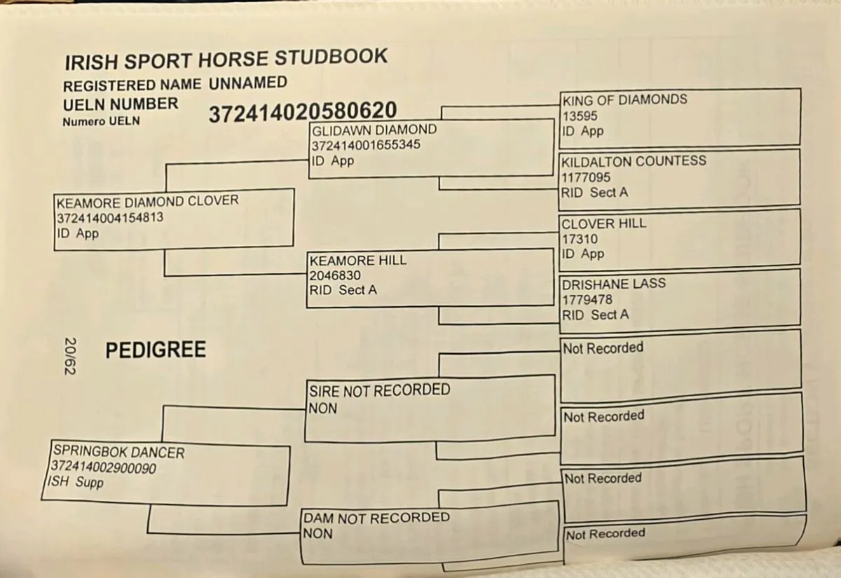 🌟 4 year old Irish Sport Horse Gelding - Image 4