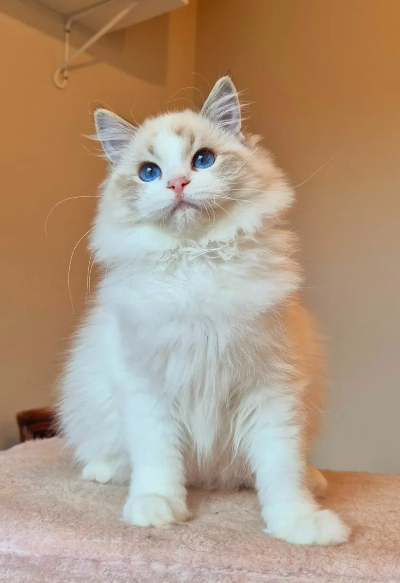 Ragdoll female kitten gccf - Image 1