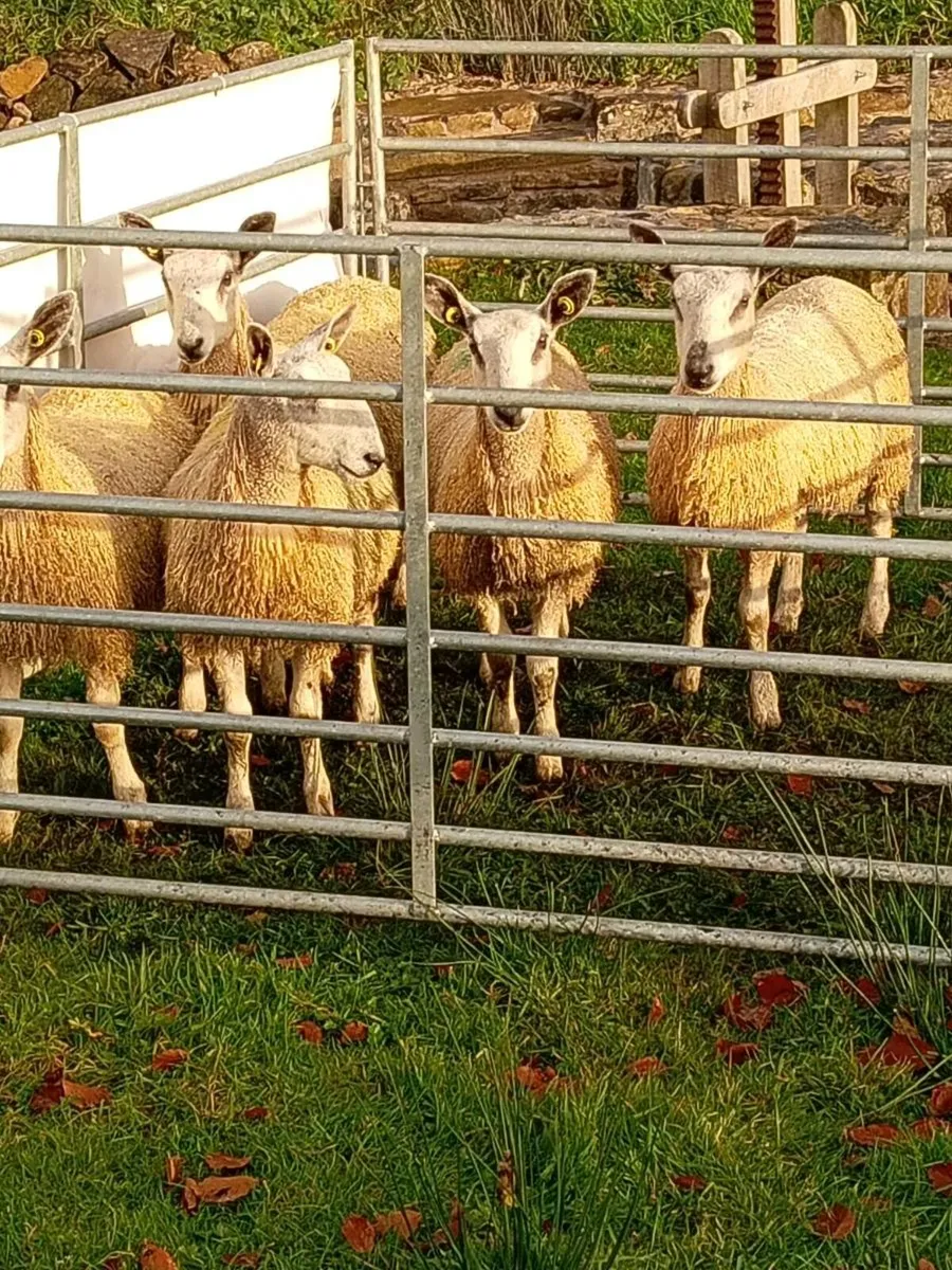 Traditional bluefaced Leicester ewe lambs - Image 1