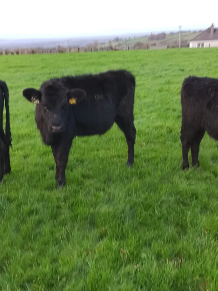 Angus heifers - Image 4