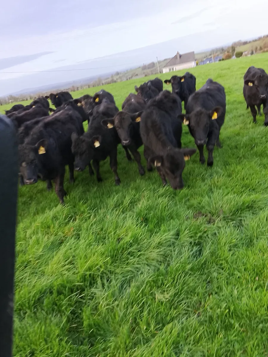 Angus heifers - Image 3