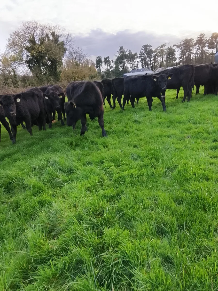 Angus heifers - Image 2