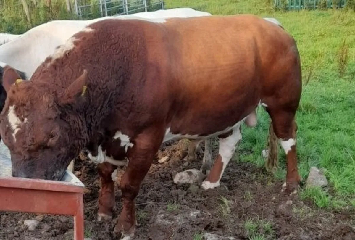 IRISH MOILED PBR HERIFER - Image 2