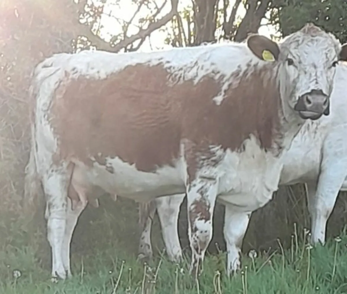 IRISH MOILED PBR HERIFER - Image 3