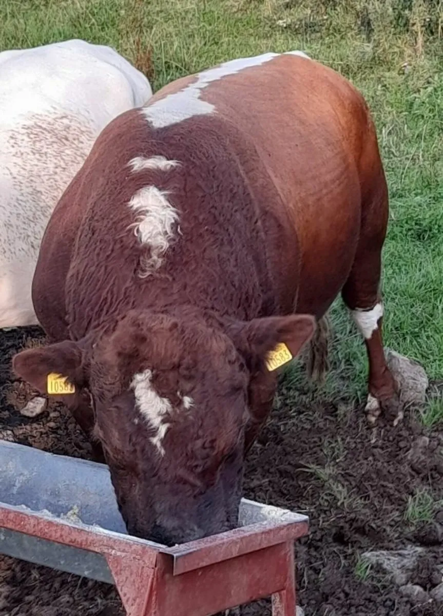 IRISH MOILED PBR HERIFER - Image 4