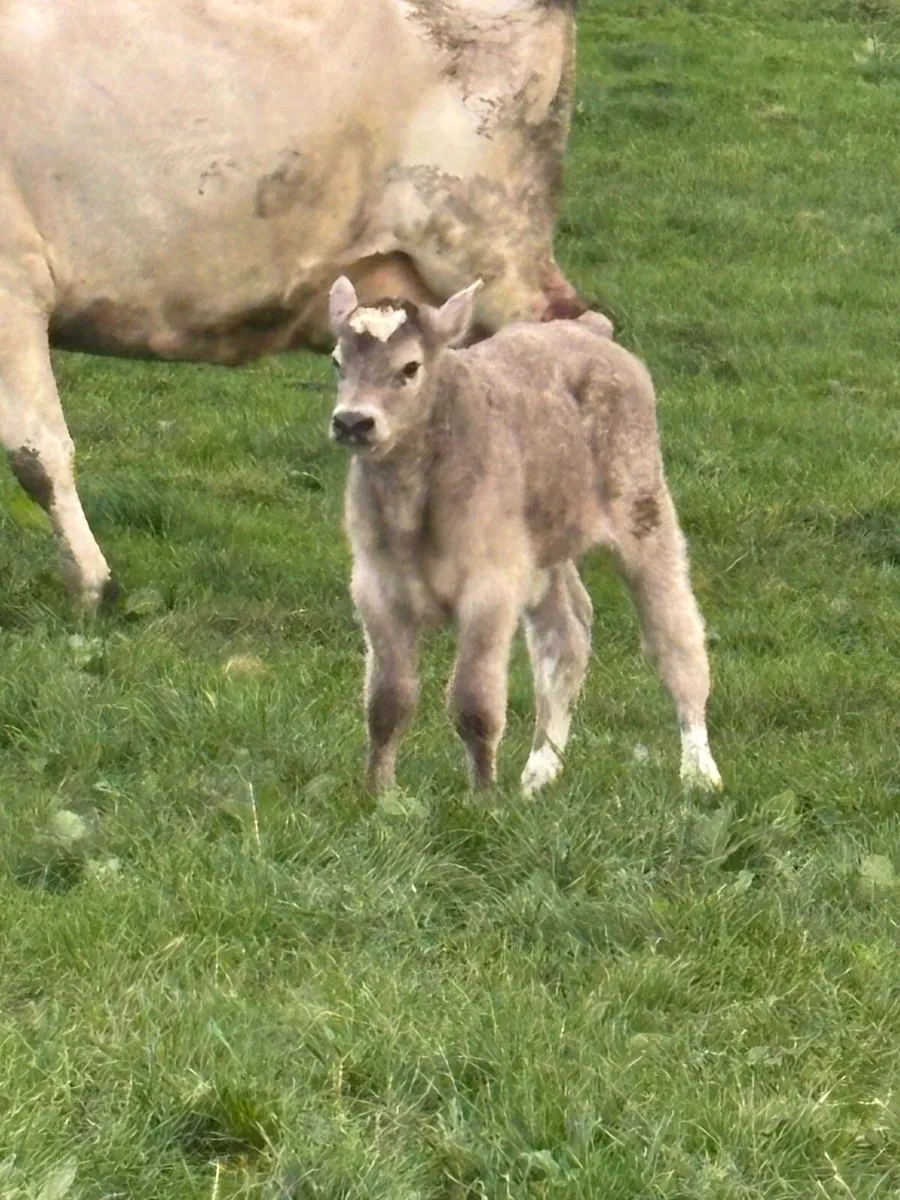 Ai bred Charlaois bull calf - Image 1