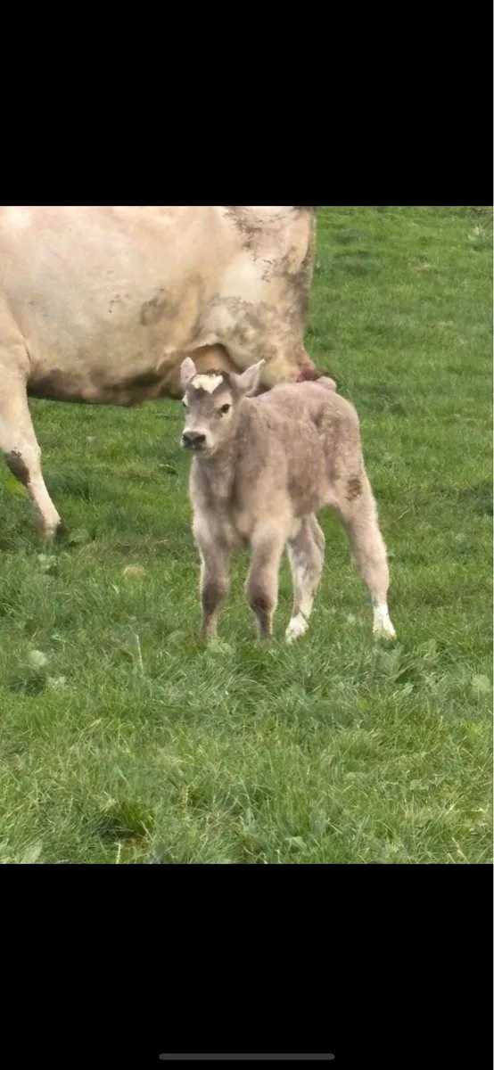Ai bred Charlaois bull calf - Image 2
