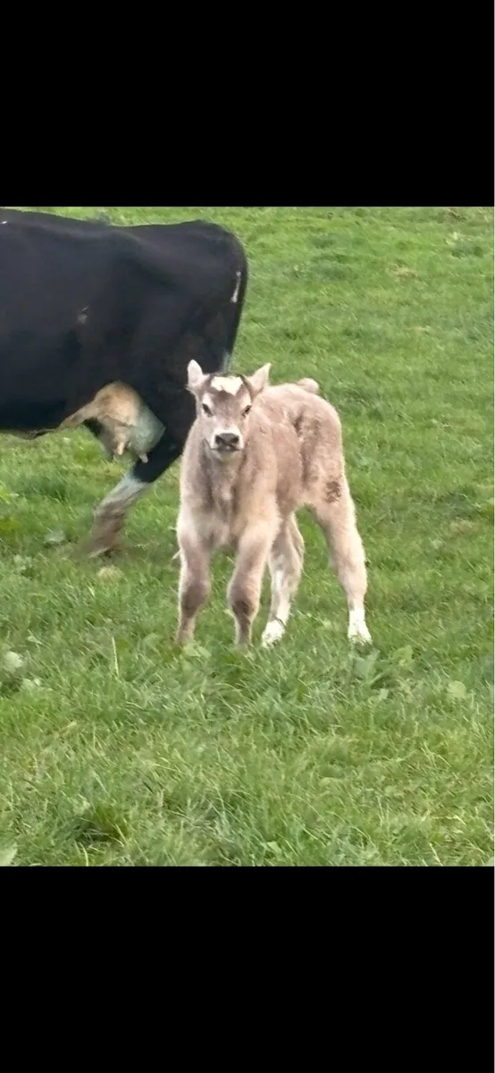 Ai bred Charlaois bull calf - Image 3