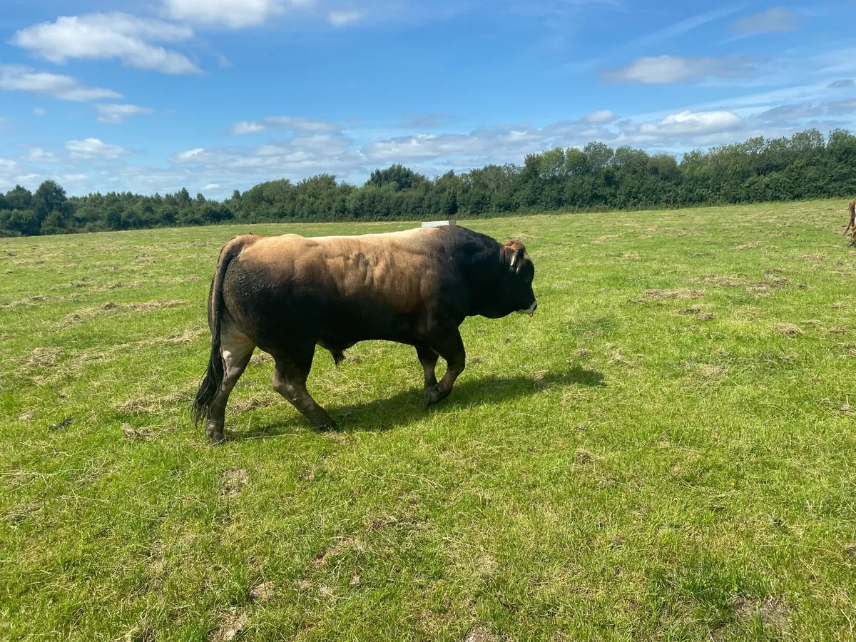 Purebred Aubrac bull - Image 1