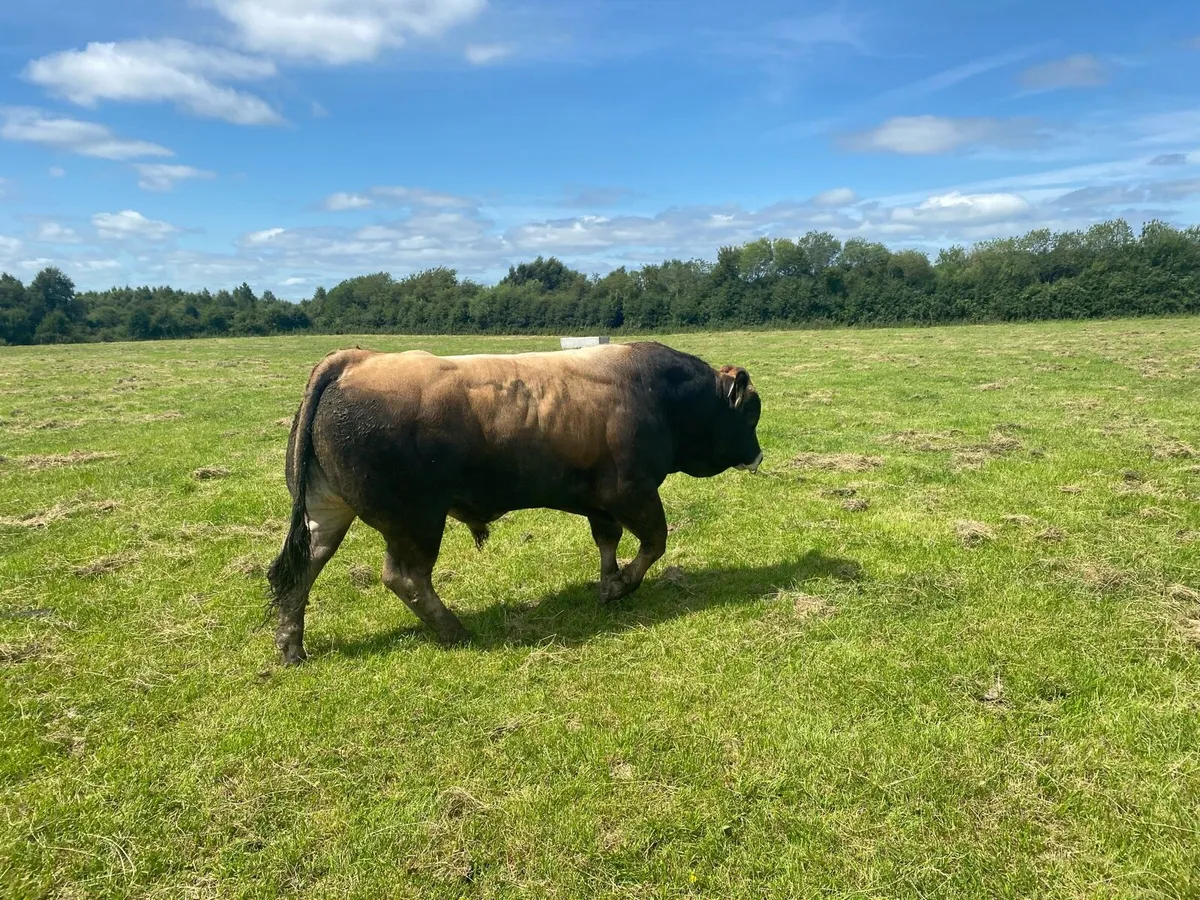 Purebred Aubrac bull - Image 2