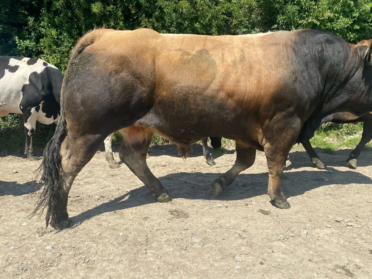 Purebred Aubrac bull - Image 3