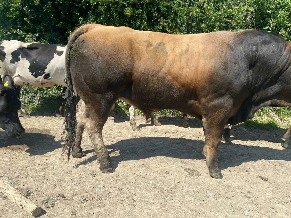 Purebred Aubrac bull - Image 4