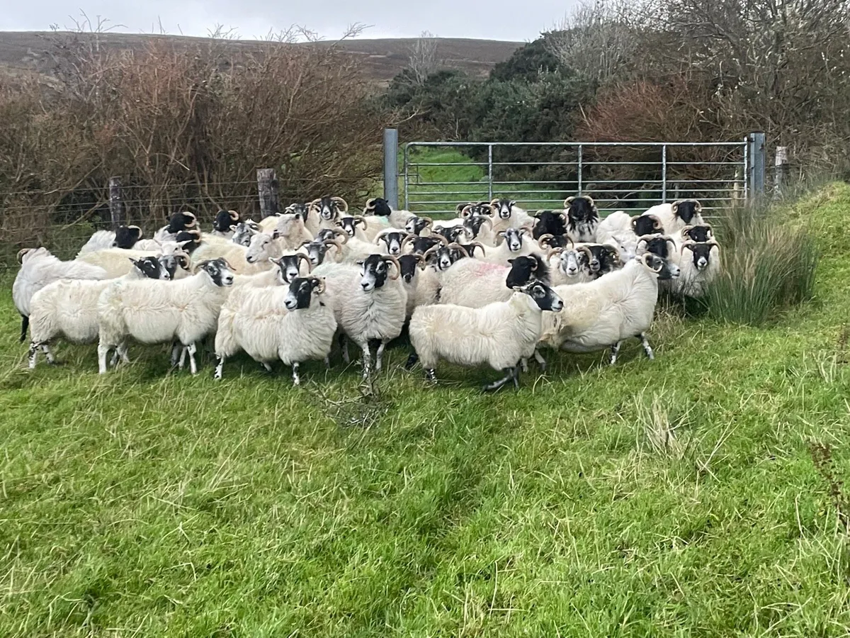 Mayo and Lanark ewes - Image 1