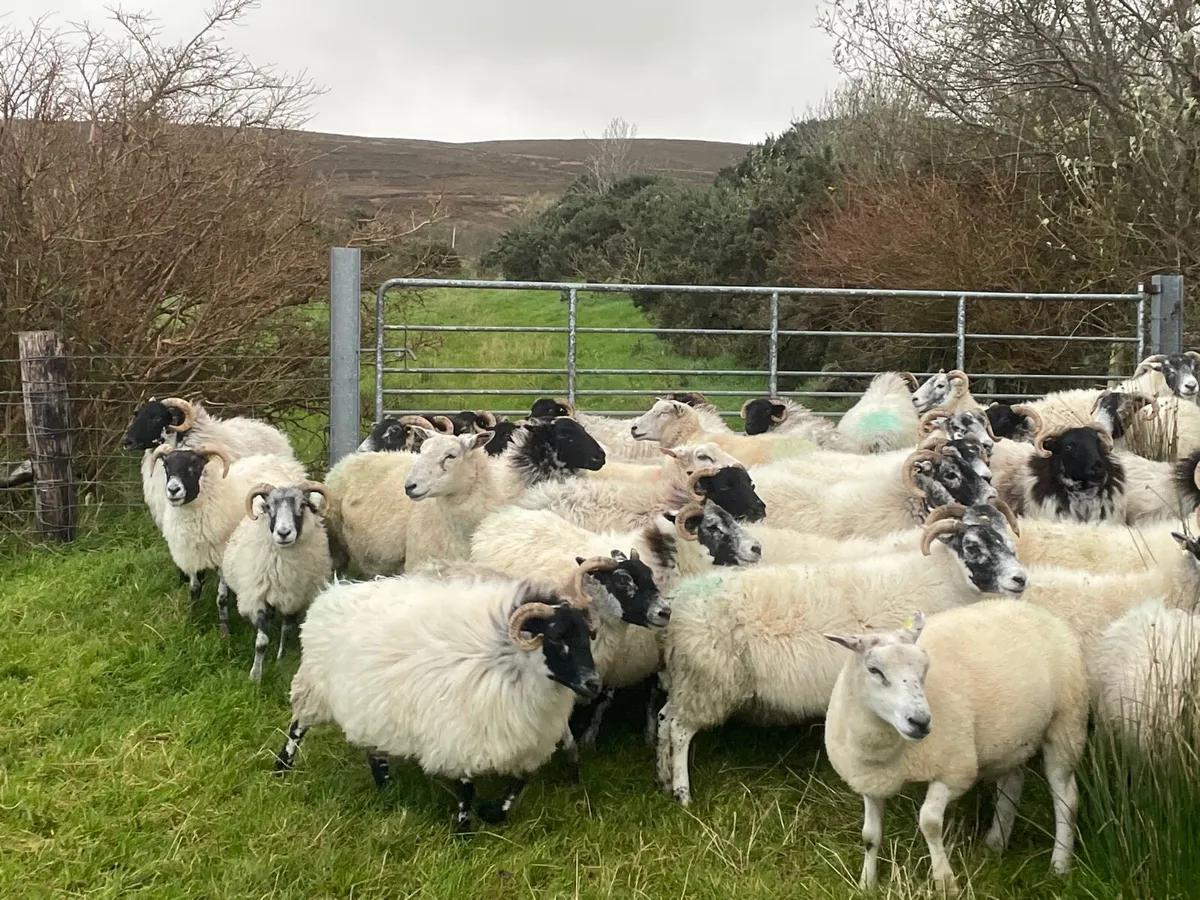 Mayo and Lanark ewes - Image 2