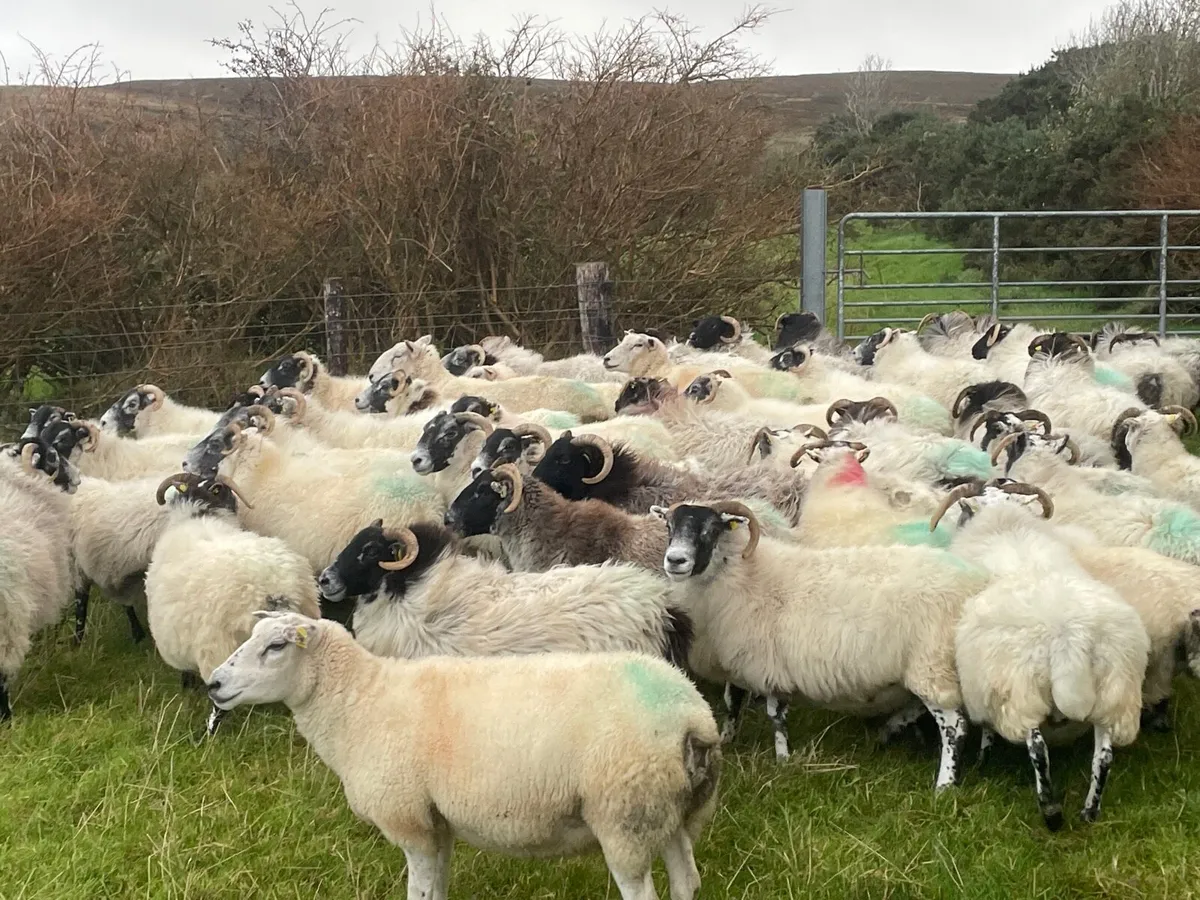 Mayo and Lanark ewes - Image 3