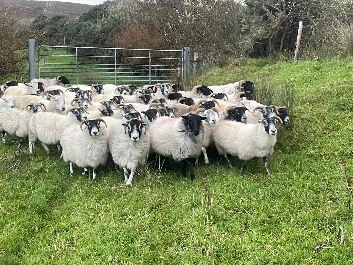 Mayo and Lanark ewes - Image 4