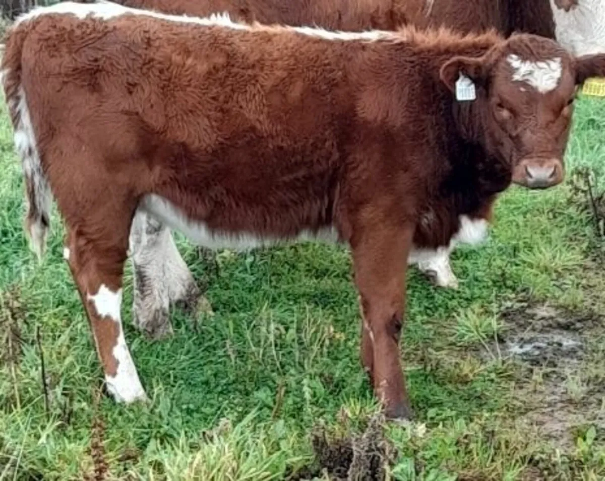 IRISH MOILED PBR HERIFER - Image 1