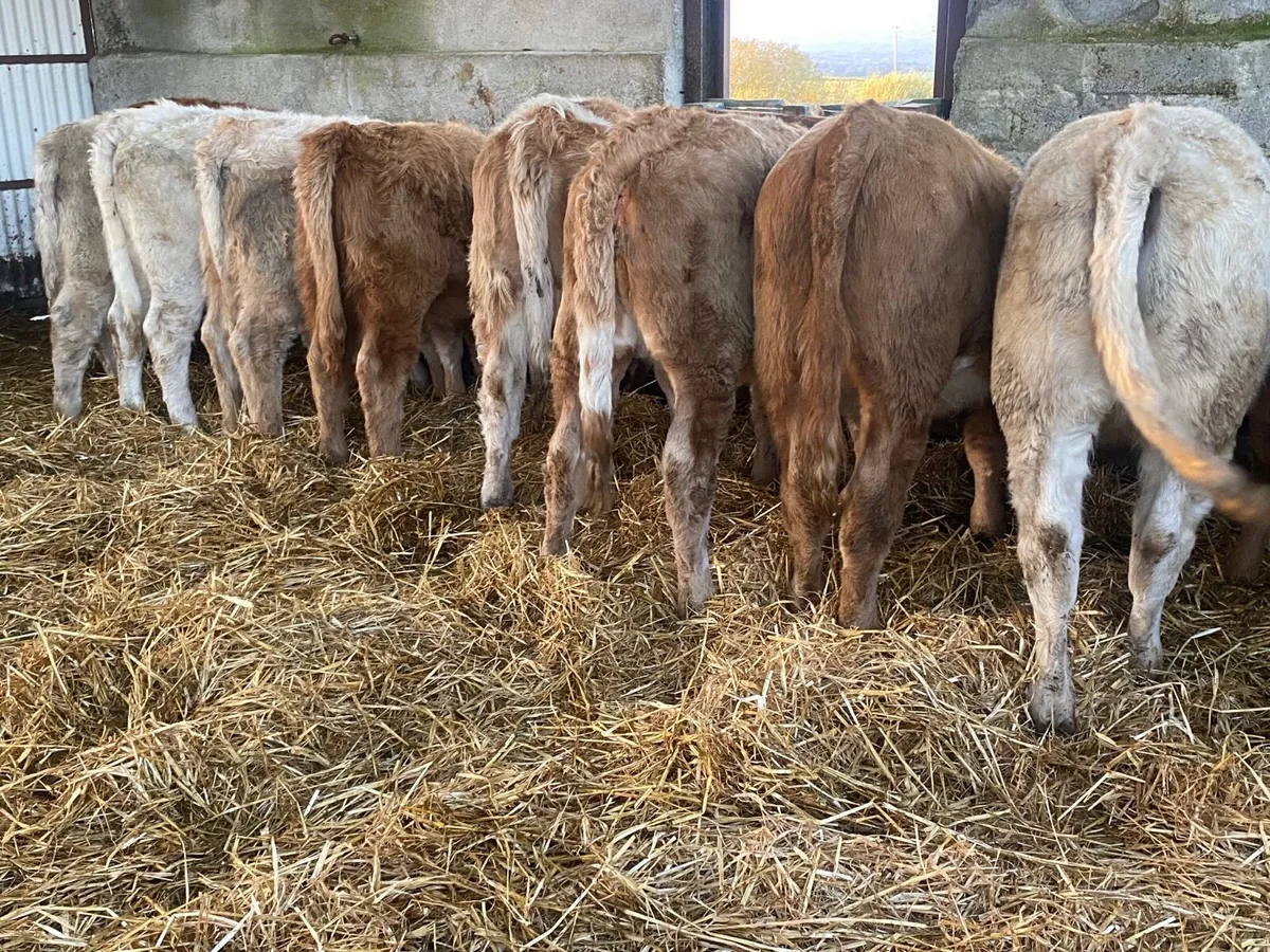 11 Super Weanling Heifers - Image 1
